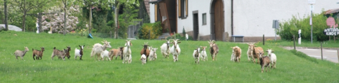Ziegenkäse aus dem Schwarzwald von frei laufenden Ziegen